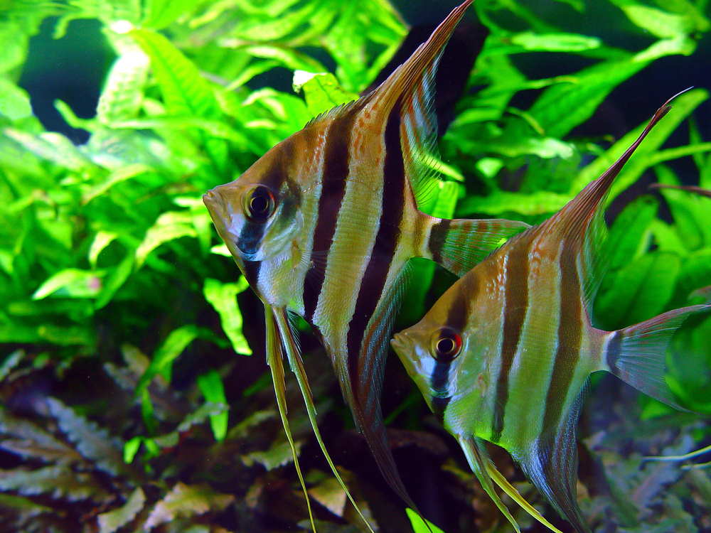 Elegant Angelfish in planted freshwater aquarium