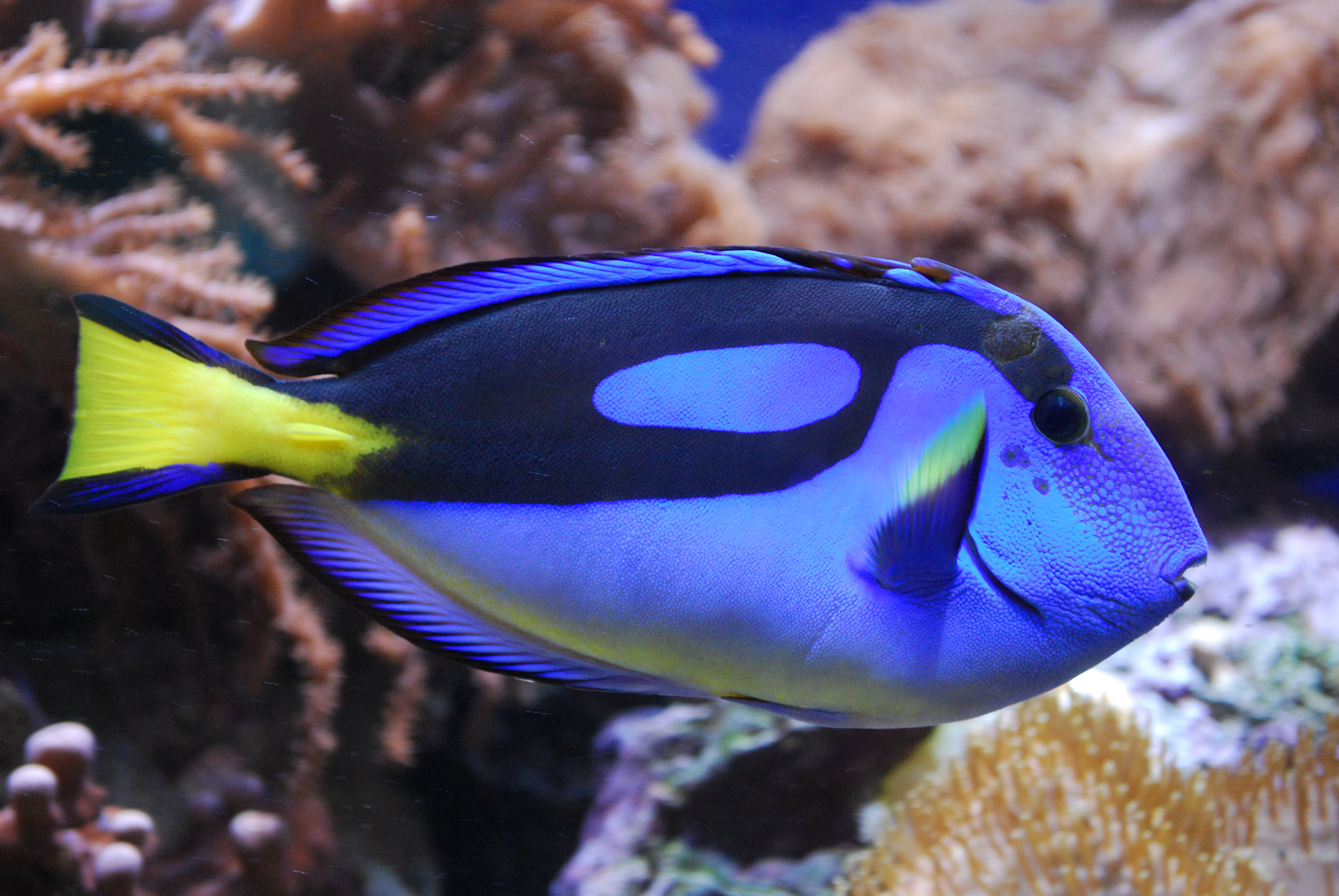 Bright blue Blue Tang fish in marine aquarium