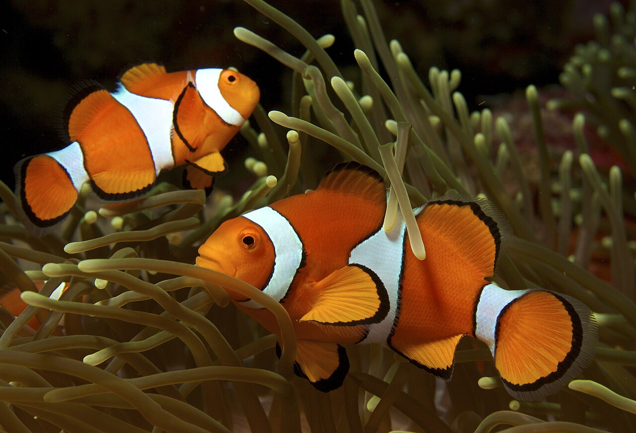 Clownfish swimming among coral reef