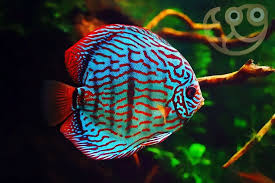 Discus fish