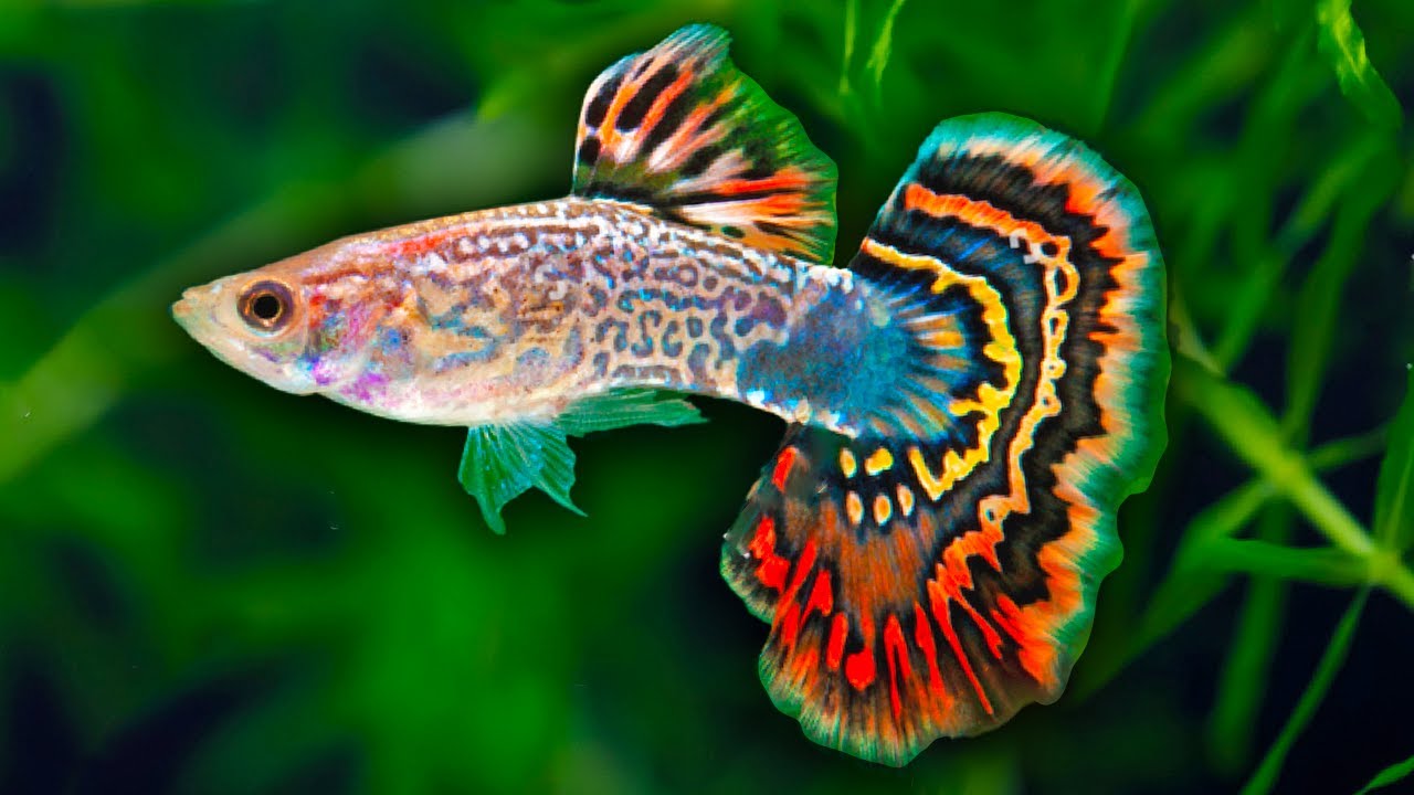 Colorful Guppy fish in tropical freshwater tank