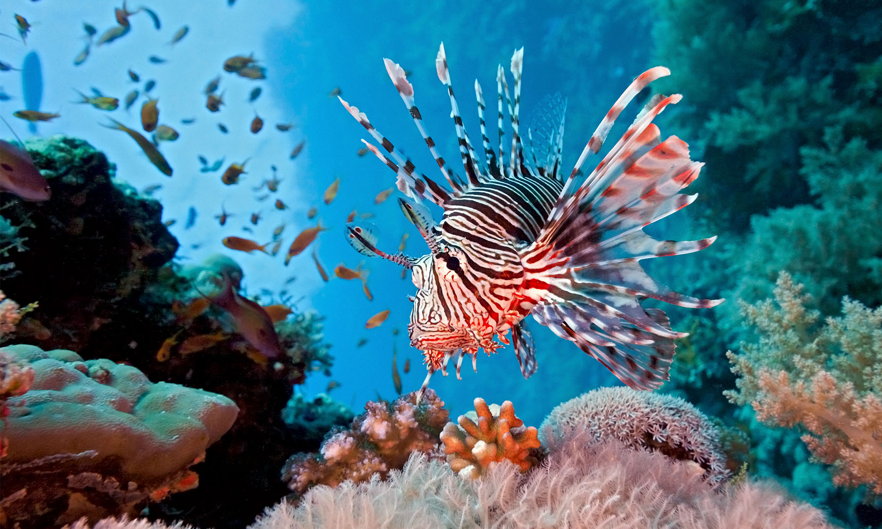 Lionfish