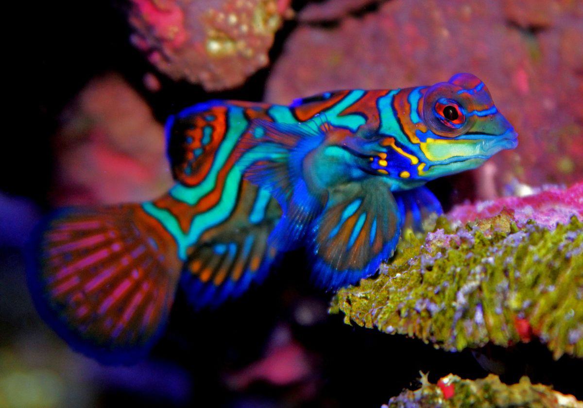 Colorful Mandarin fish with intricate patterns