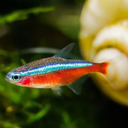 Neon Tetra